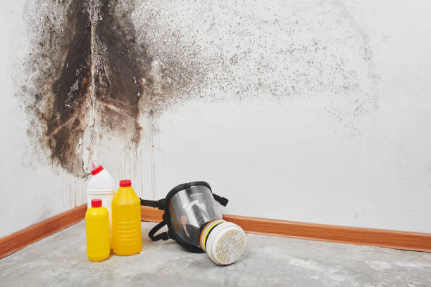 Home Mold Removal in Knightsen, CA