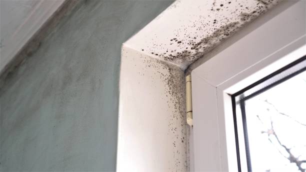 Mold Removal and Inspection in Knightsen, CA
