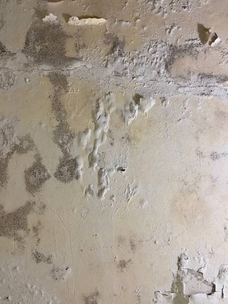Best Residential Mold Removal  in Knightsen, CA