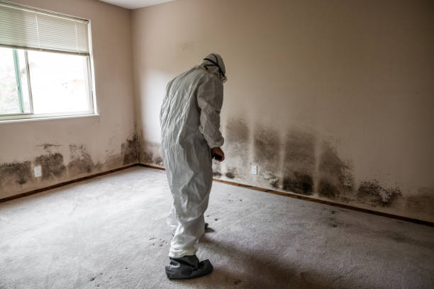 Best Mold Removal and Inspection  in Knightsen, CA
