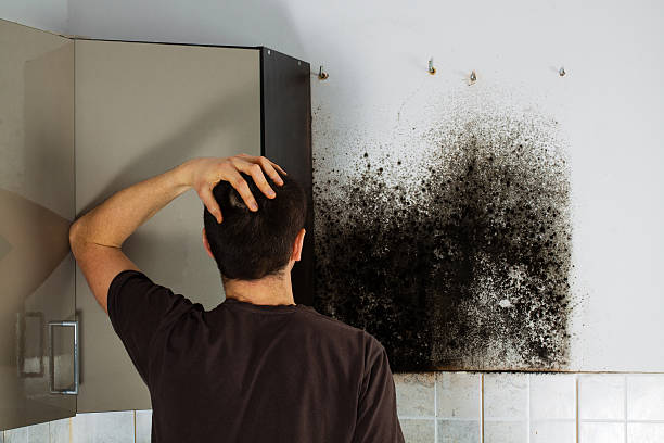 Best Best Mold Removal Companies  in Knightsen, CA