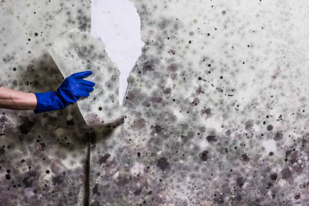 Knightsen, CA Mold Removal Company