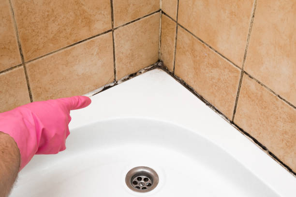 Crawl Space Mold Removal in Knightsen, CA